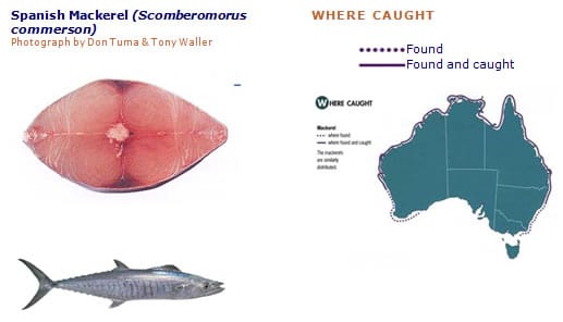 Calorie content Spanish mackerel, raw. Chemical composition and nutritional value.