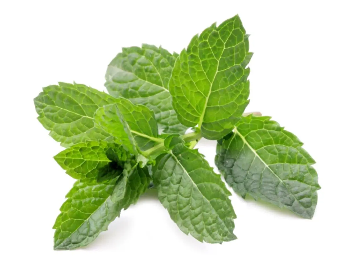 Calorie content Spearmint, fresh. Chemical composition and nutritional value.