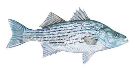 Calorie content Striped perch (striped bass, or striped seabass), cooked in the heat. Chemical composition and nutritional value.