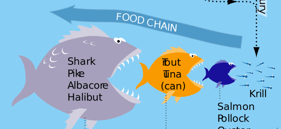 Calorie content Coal fish. Chemical composition and nutritional value.