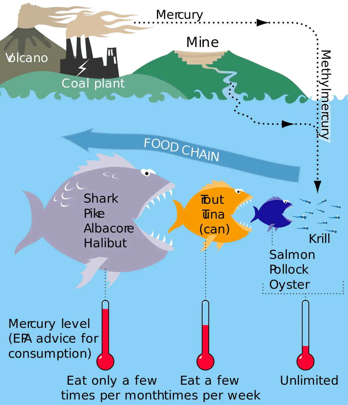 Calorie content Coal fish. Chemical composition and nutritional value.