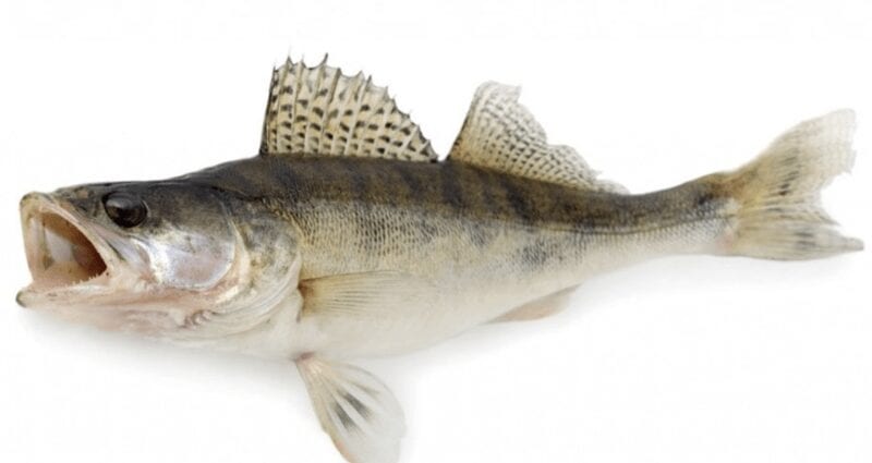 Calorie content Stuffed pike, 1-362 each. Chemical composition and nutritional value.