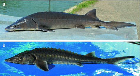 Calorie content Sturgeon, Siberian. Chemical composition and nutritional value.