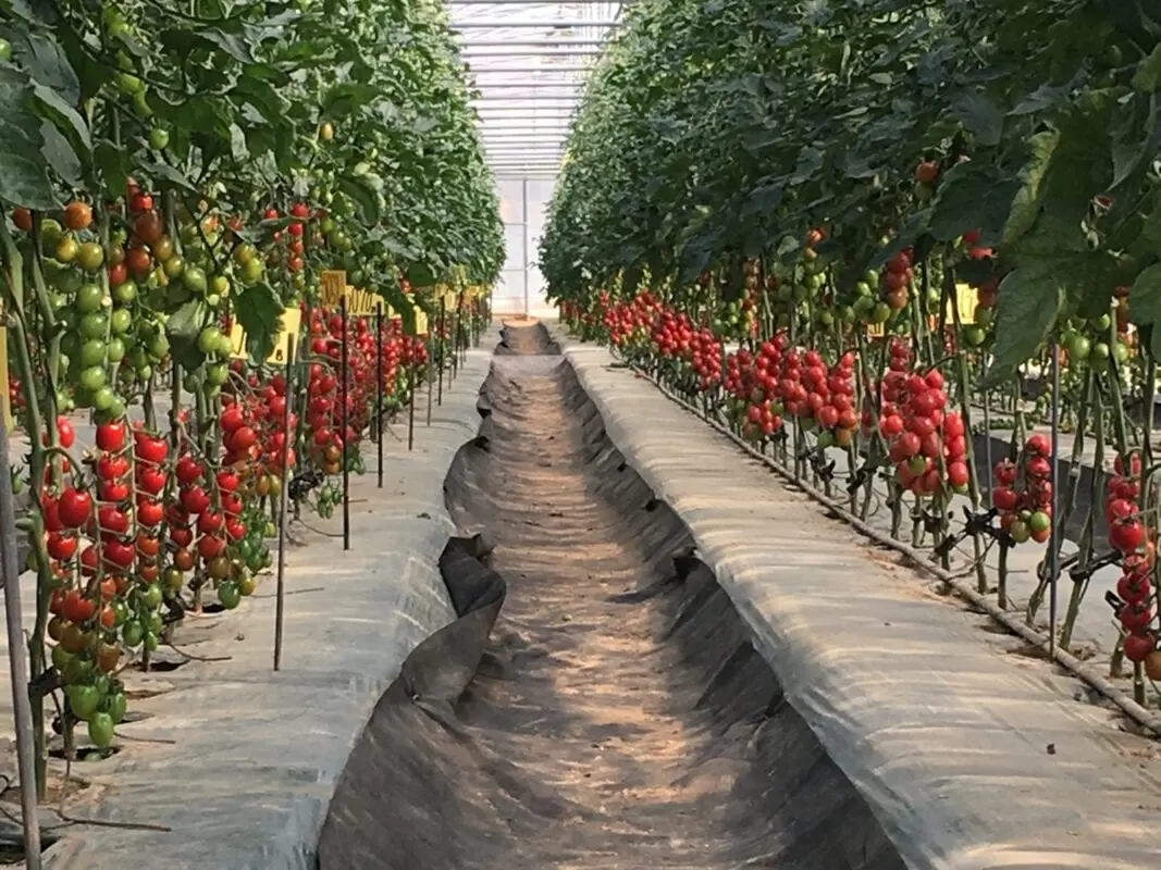 Calorie content Tomato (tomato), greenhouse. Chemical composition and nutritional value.