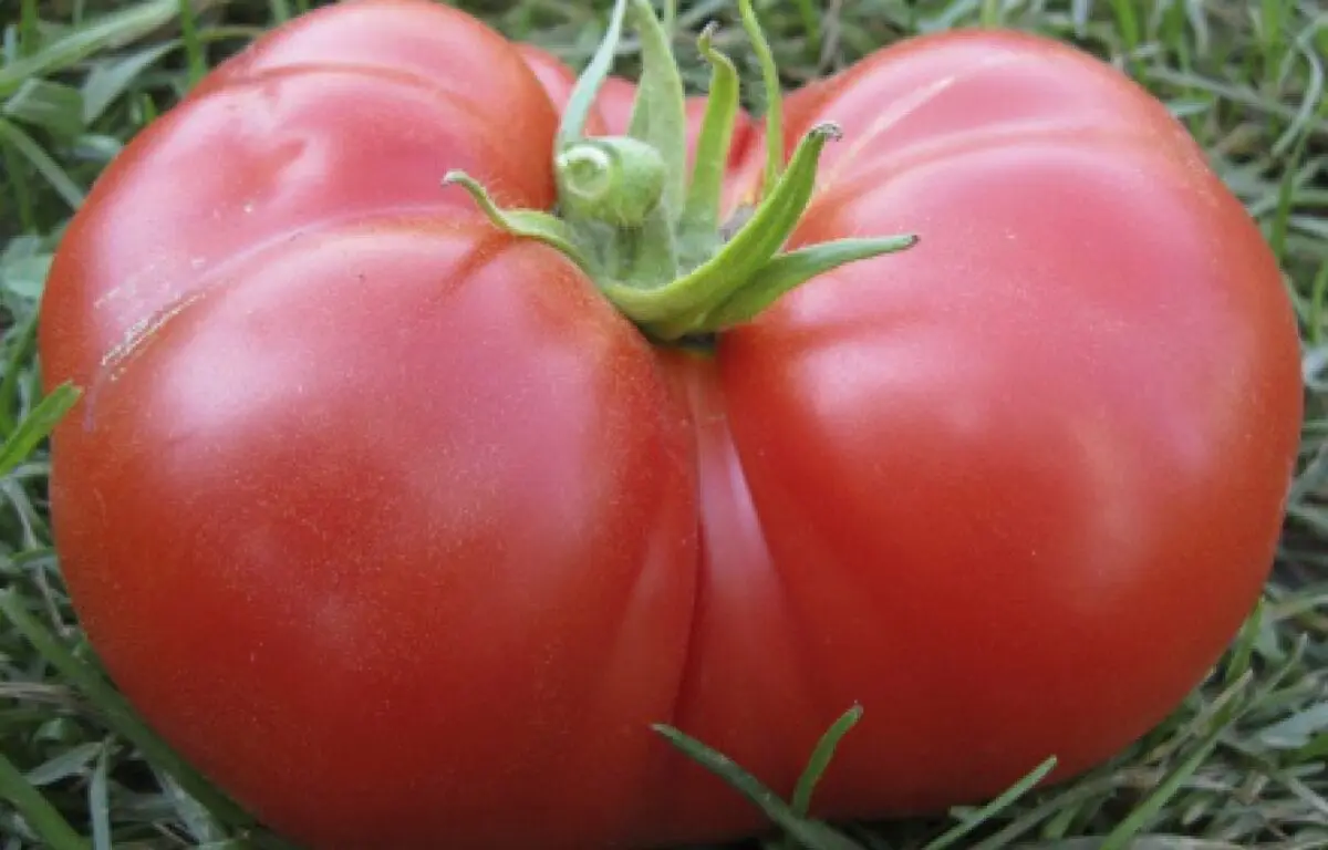 Calorie content Tomato (tomato), ground. Chemical composition and nutritional value.