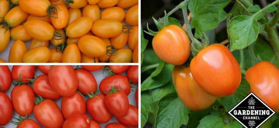 Kandungan kalori Tomat (tomat) kuning, mentah. Komposisi kimiawi dan nilai gizi.