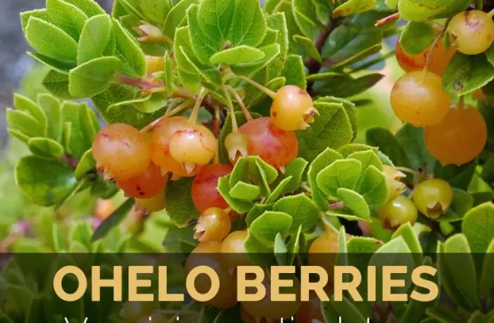 Calorie content Vaccinium net (ohelo). Chemical composition and nutritional value.