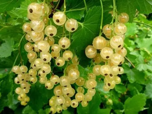 Calorie content White currant. Chemical composition and nutritional value.