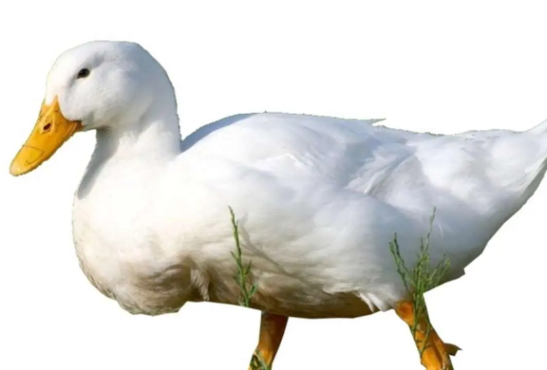 Calorie content White Peking duck duck, baked ham. Chemical composition and nutritional value.