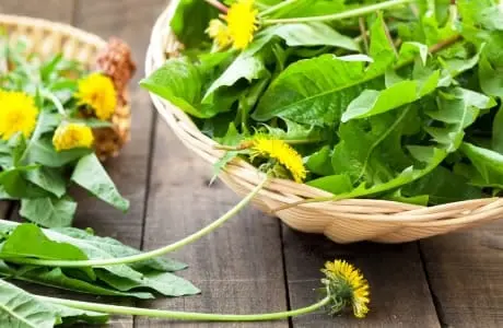 Calorie Dandelion leaves, boiled, no salt. Chemical composition and nutritional value.