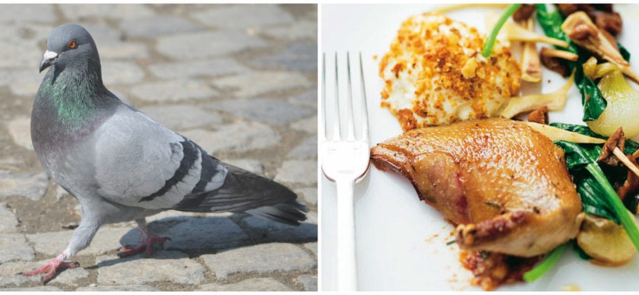 Calorie Dove, cooked (including pigeons). Chemical composition and nutritional value.