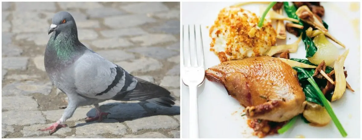 Calorie Dove, cooked (including pigeons). Chemical composition and nutritional value.