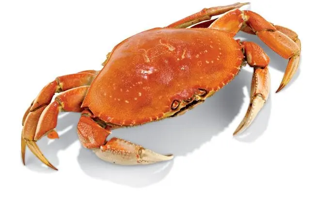 Calorie Dungeness Crab, steamed. Chemical composition and nutritional value.