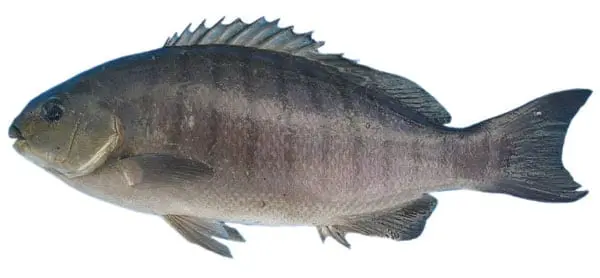 Calorie Girella, black rock bass, raw, (Alaska). Chemical composition and nutritional value.