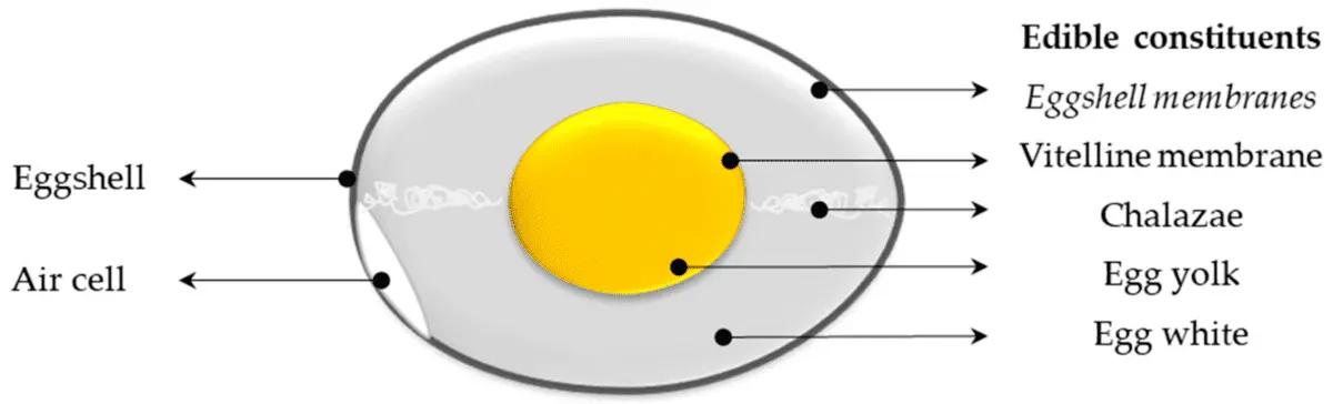 Calorie Goose egg. Chemical composition and nutritional value.