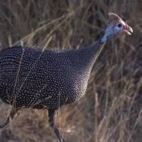 Calorie Guinea fowl. Chemical composition and nutritional value.