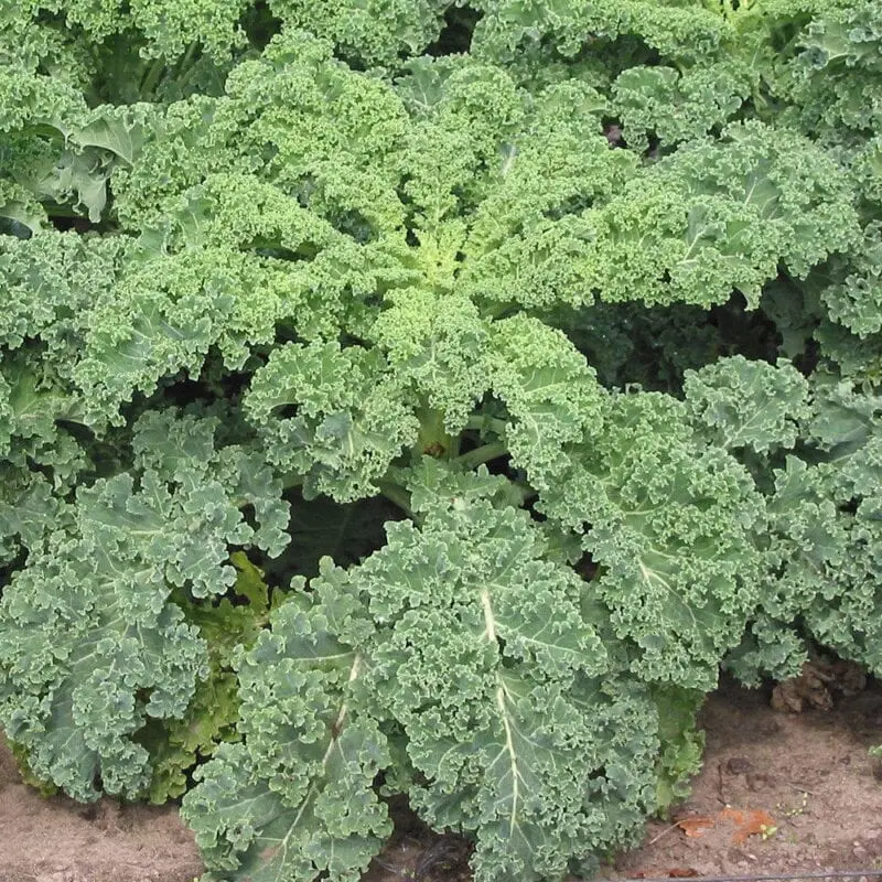 Calorie Kale (kale, browncol), frozen, uncooked. Chemical composition and nutritional value.