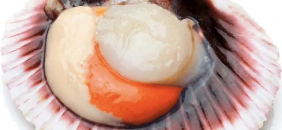 Calorie Scallop. Chemical composition and nutritional value.