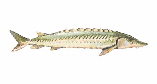 Calorie Sturgeon, all types, smoked. Chemical composition and nutritional value.