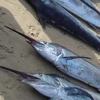 Calorie Swordfish. Chemical composition and nutritional value.