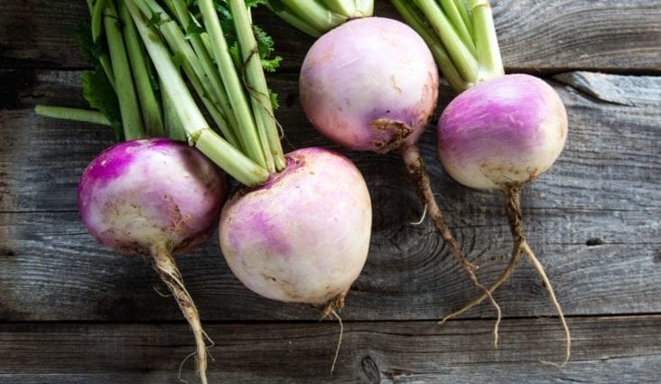 Calorie Turnips, boiled, with salt. Chemical composition and nutritional value.
