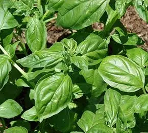 Calories Basil, fresh. Chemical composition and nutritional value.