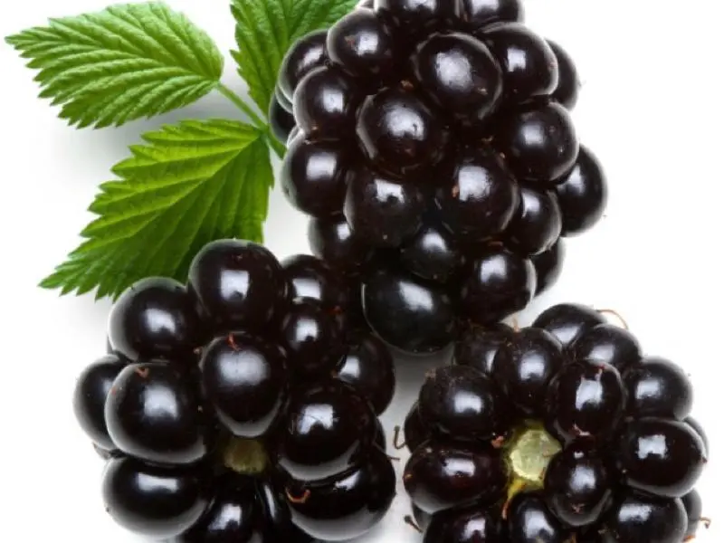 Calories Blackberries, frozen, unsweetened. Chemical composition and nutritional value.