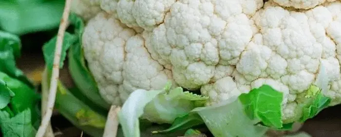 Calories Cauliflower, green, raw. Chemical composition and nutritional value.