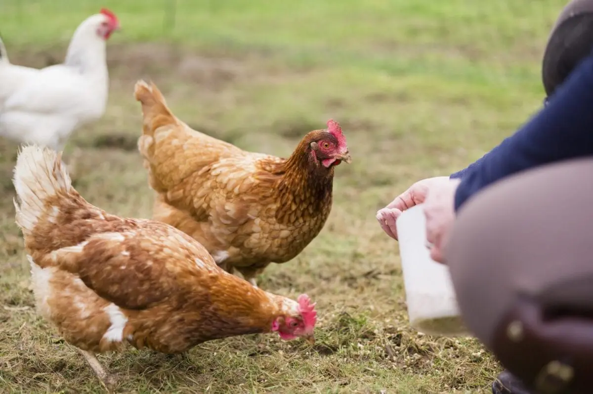 Calories Chicken, broiler chickens, backs. Chemical composition and nutritional value.