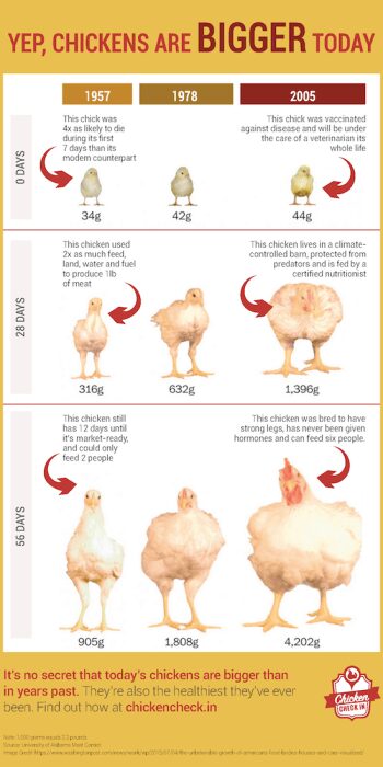 Calories Chicken, broiler chickens, only meat, fried. Chemical ...