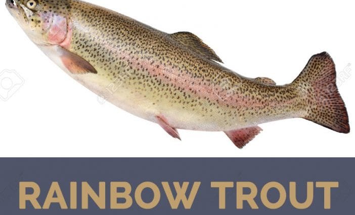 Kaloria Rainbow Trout (Mikizha), maina, hena (Shoshone Bannock). Fangaro simika sy sanda mahavelona.