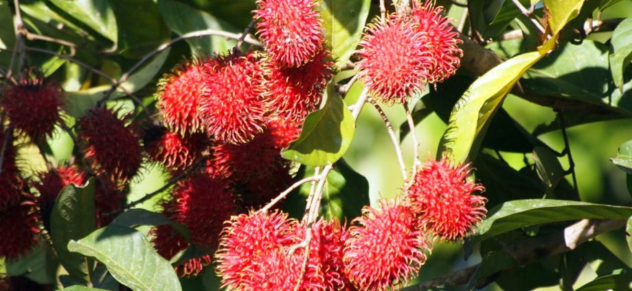 Calories Rambutan canned in sugar syrup. Chemical composition and nutritional value.