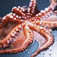 Calories Steamed octopus. Chemical composition and nutritional value.