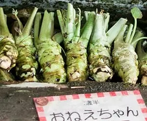 Calories Wasabi, root, raw. Chemical composition and nutritional value.