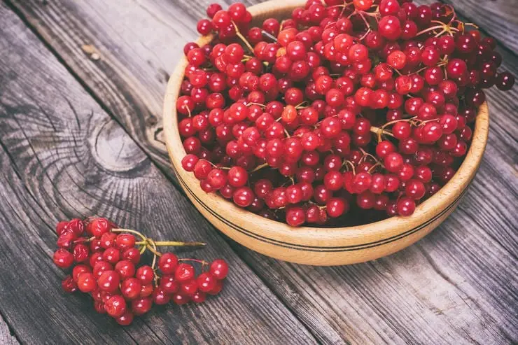 That treats Viburnum in the human body