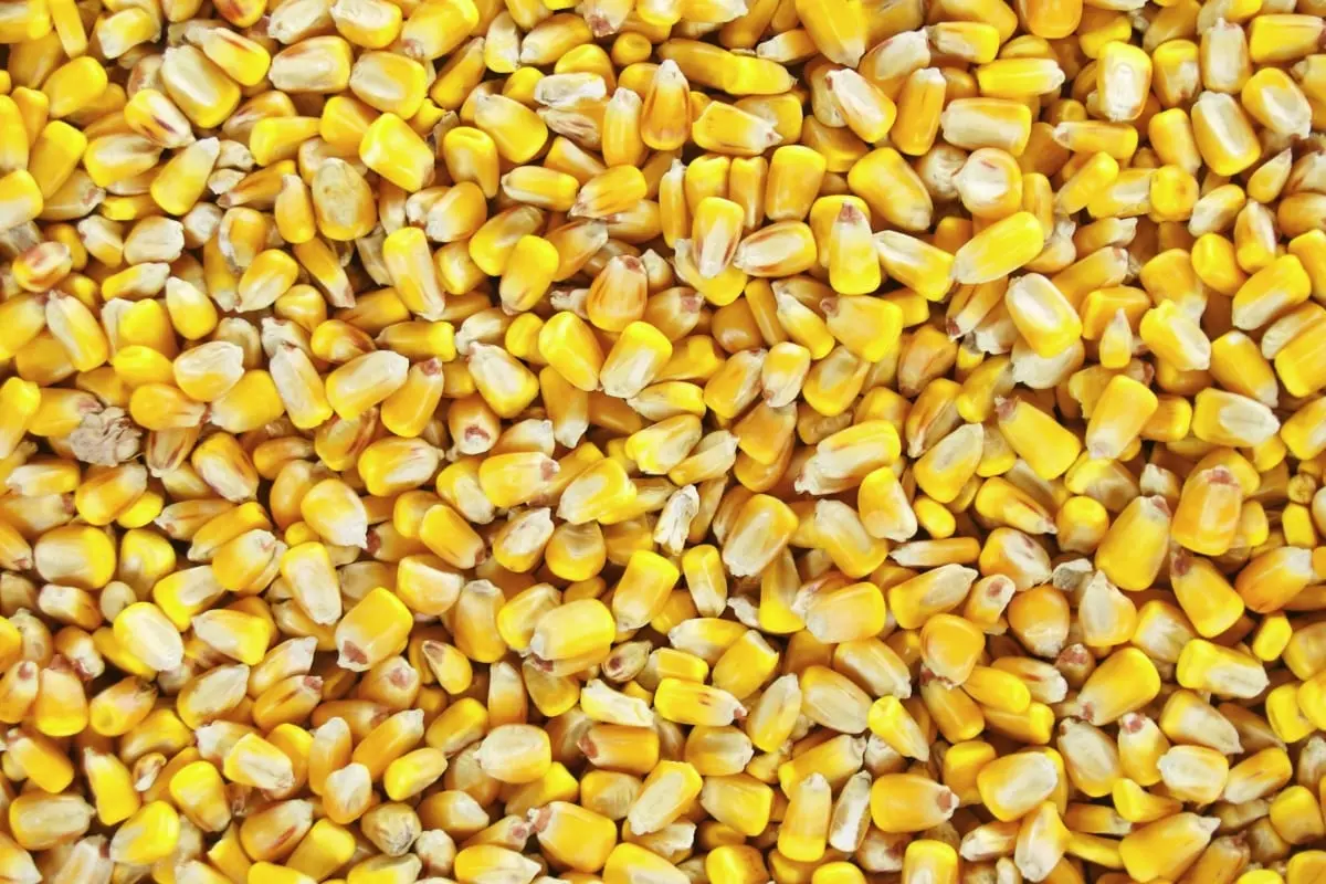Corn, grain