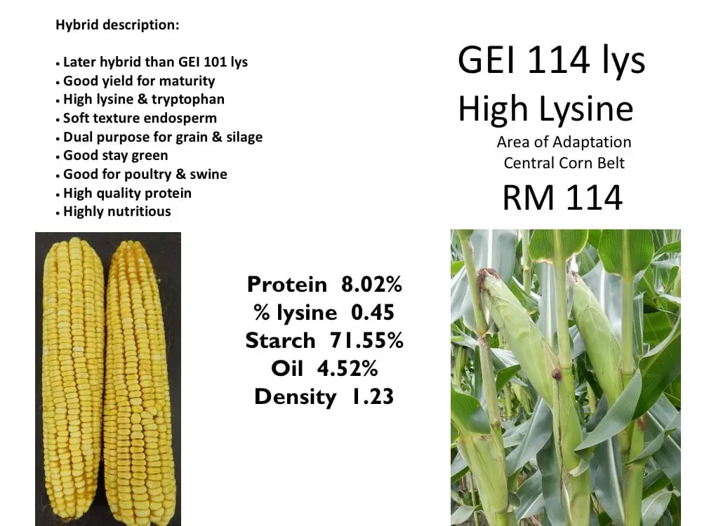 Corn, high-lysine