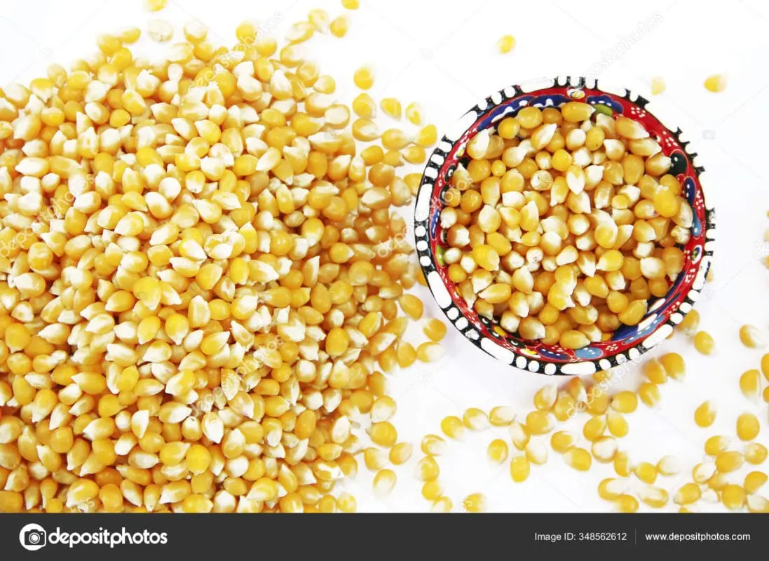 Corn, yellow, dry grain (Northern Great Plains Indians)