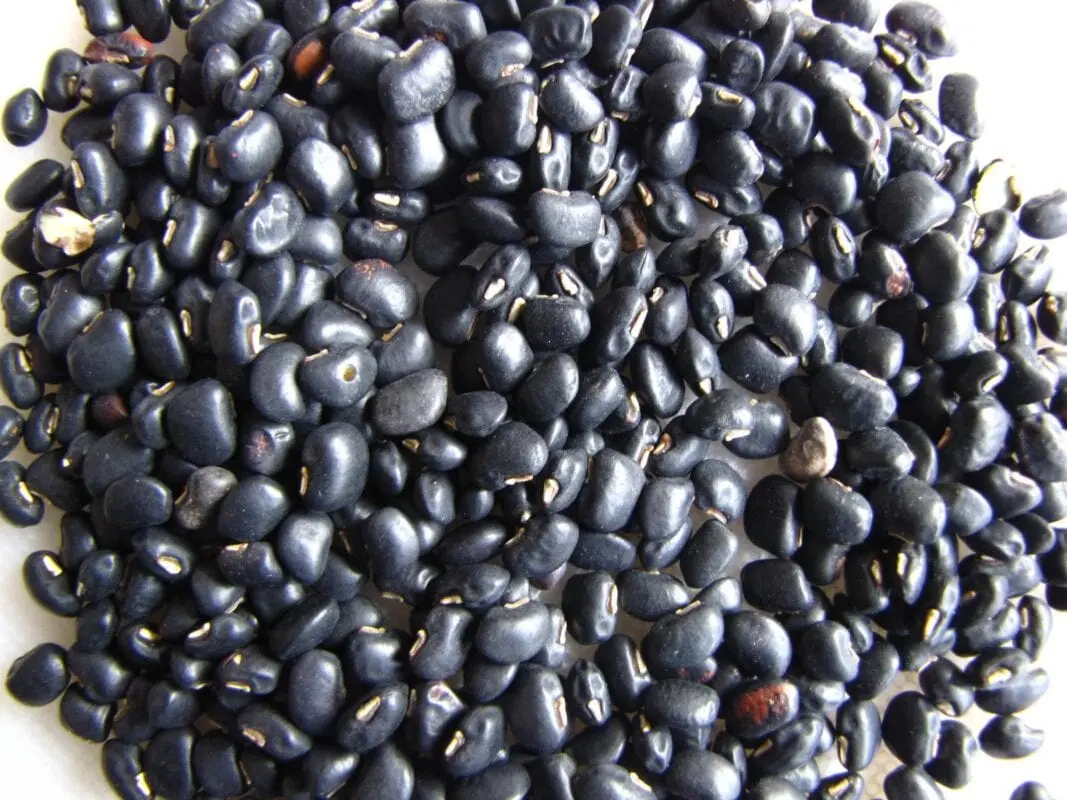 Cowpeas (Chinese), catjang, Mature