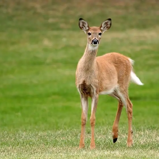 Deer baked (DOE)