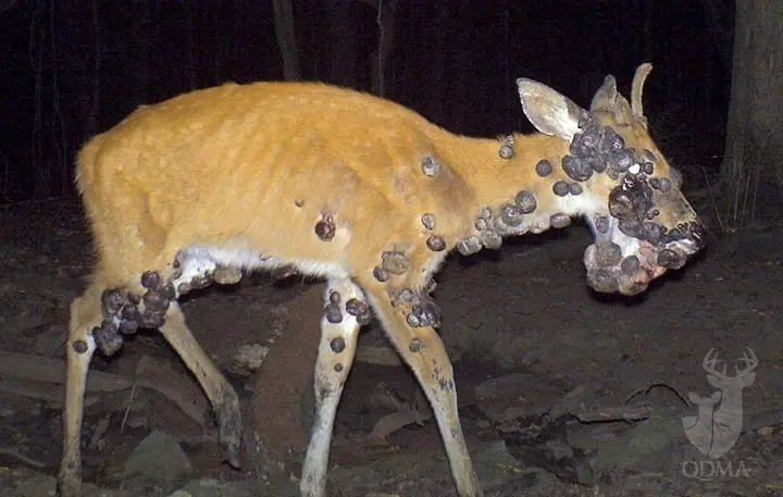 Deer, (DOE), the flesh of the shoulder parts, meat only, stewed