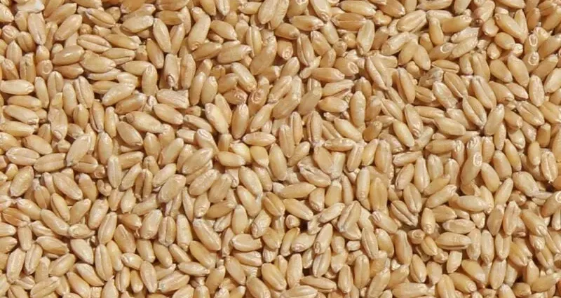 Durum wheat, grain
