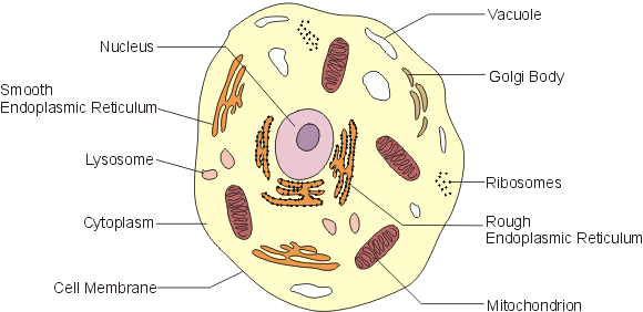 From animal cells: learned to grow artificial pork