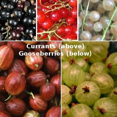 Gooseberry and black currant compote