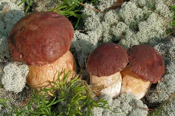 Porcini grown under ultraviolet light