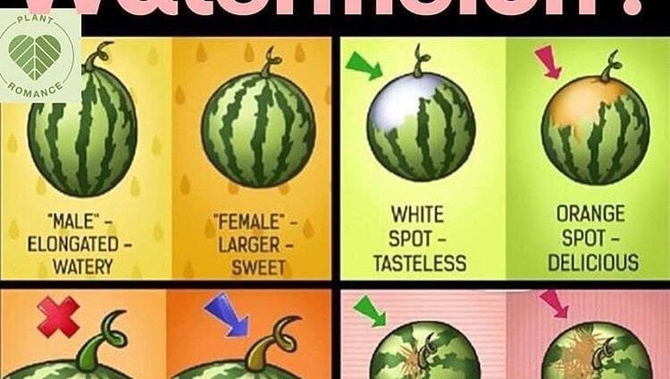 How to choose a delicious pineapple