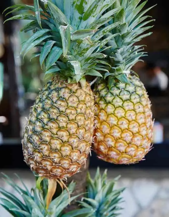 How to choose a pineapple