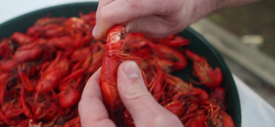 How to cook crayfish properly at home