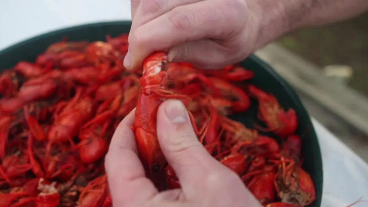 How to eat crayfish?