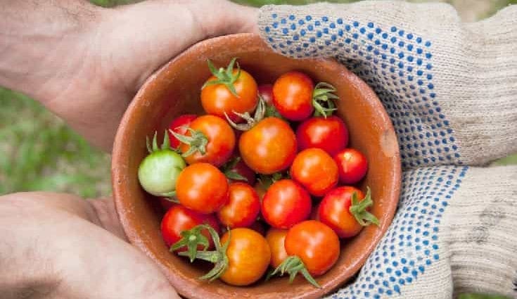 How to Pick Good Tomatoes